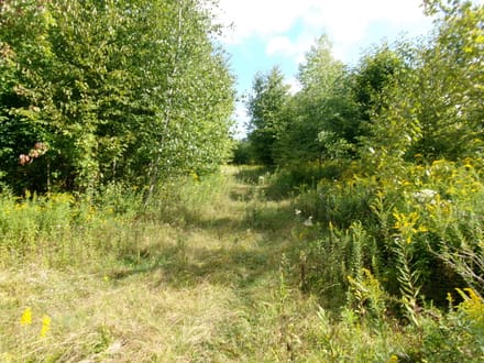 Hidden Trail Woods