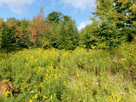 Hidden Trail Woods