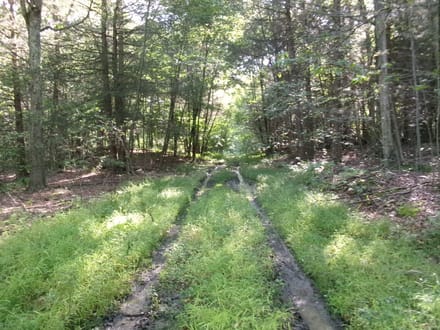 Hidden Trail Woods