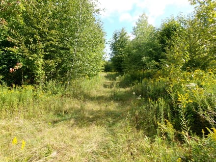 Hidden Trail Woods