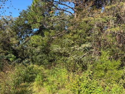 1.84 Acres with Multiple Development Options