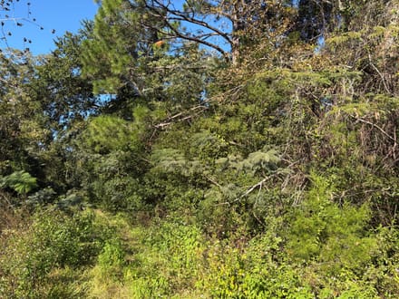 1.84 Acres with Multiple Development Options