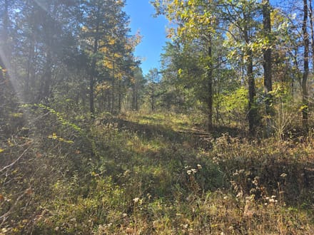 14+/- Acres Hunting / Recreational Switzerland County