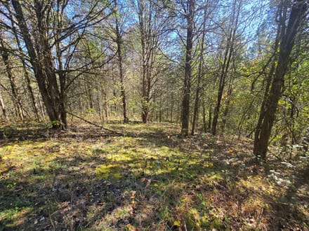 14+/- Acres Hunting / Recreational Switzerland County