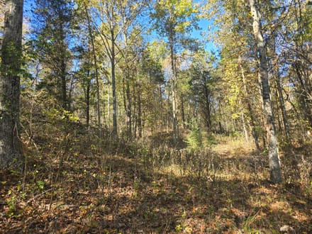 14+/- Acres Hunting / Recreational Switzerland County