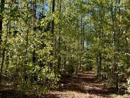 63 Acres | Oktibbeha County