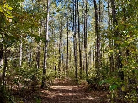 63 Acres | Oktibbeha County
