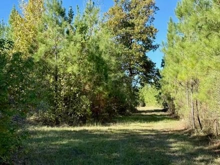 63 Acres | Oktibbeha County