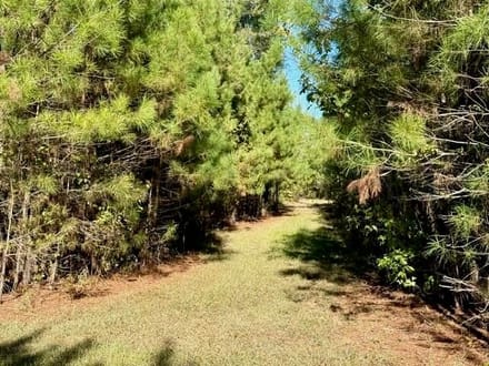 63 Acres | Oktibbeha County