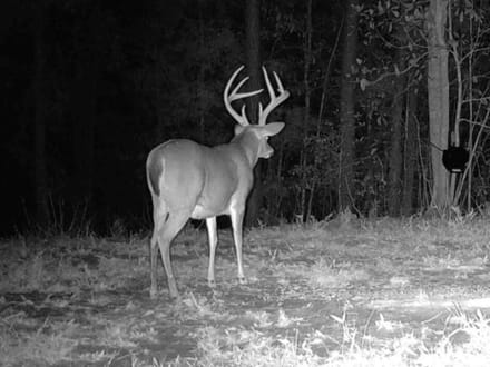 43± Acre Hunting Property in Amite County, MS
