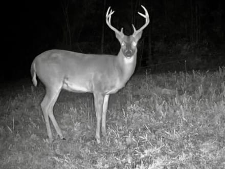43± Acre Hunting Property in Amite County, MS