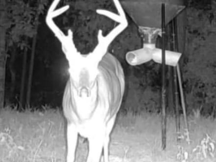 43± Acre Hunting Property in Amite County, MS