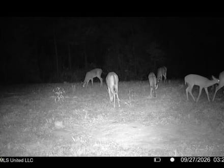 43± Acre Hunting Property in Amite County, MS