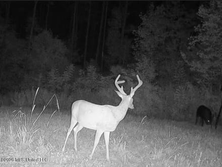 43± Acre Hunting Property in Amite County, MS