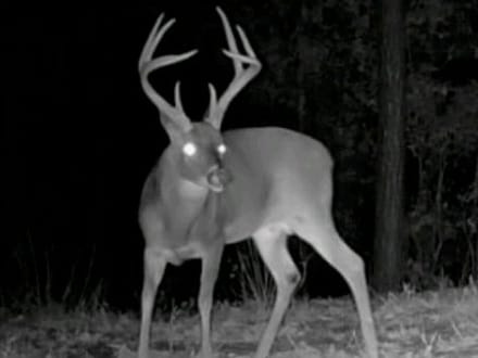 43± Acre Hunting Property in Amite County, MS
