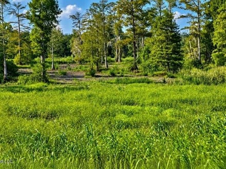 1979± Acre Hunting Plantation in White Castle, LA