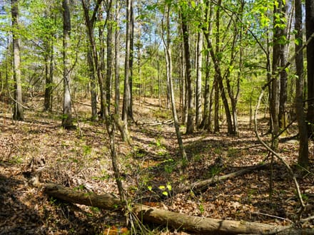 46± Acres Timber & Hunting Land in Lincoln Parish, LA