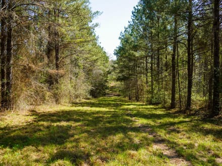 42± Acres of Timber Land for Sale in Lincoln Parish, LA
