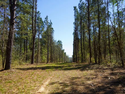 46± Acres Timber & Hunting Land in Lincoln Parish, LA
