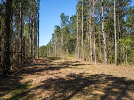 46± Acres Timber & Hunting Land in Lincoln Parish, LA