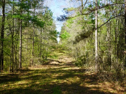 42± Acres of Timber Land for Sale in Lincoln Parish, LA