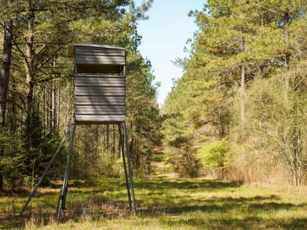 46± Acres Timber & Hunting Land in Lincoln Parish, LA