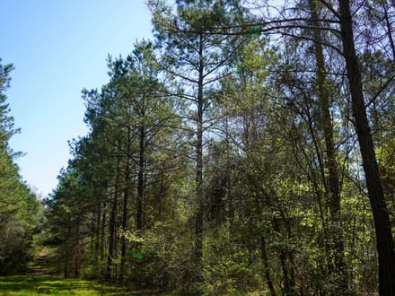 46± Acres Timber & Hunting Land in Lincoln Parish, LA