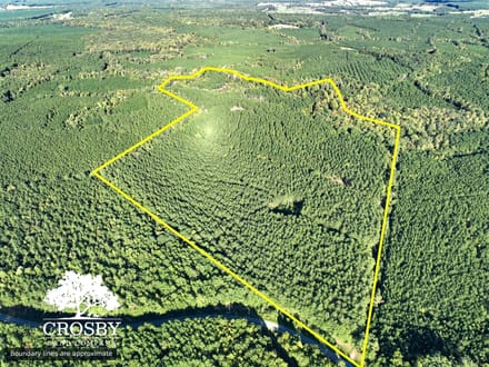 McLendons Creek Timberland