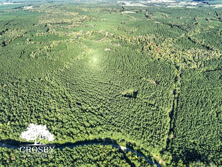 McLendons Creek Timberland