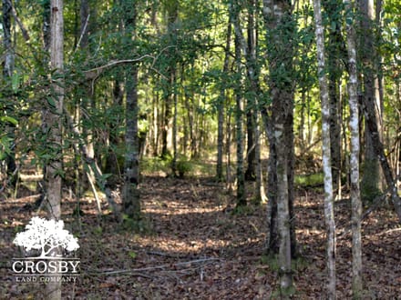 Cross Swamp East