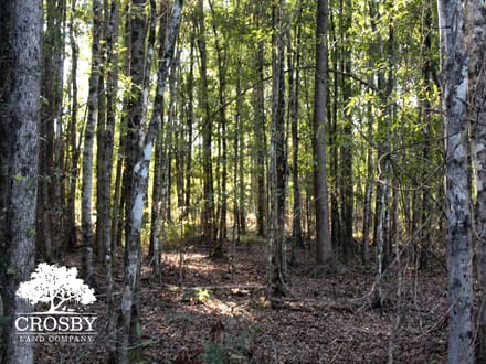 Cross Swamp East