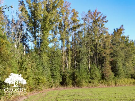 Cross Swamp East