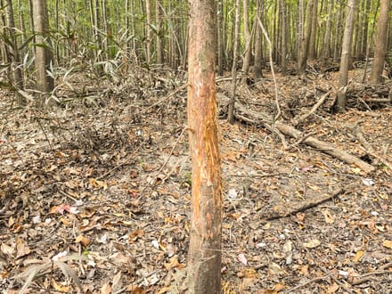 Sammons Tract