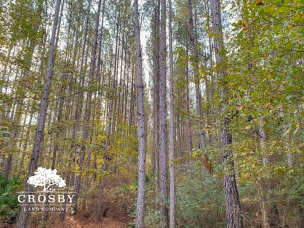 Possum Point Road 1
