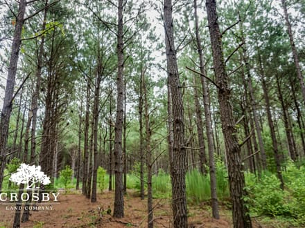 Salkehatchie River Bottoms