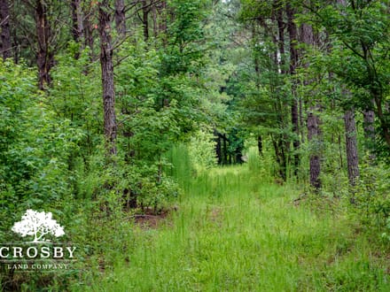 Salkehatchie River Bottoms