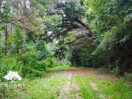Salkehatchie River Bottoms