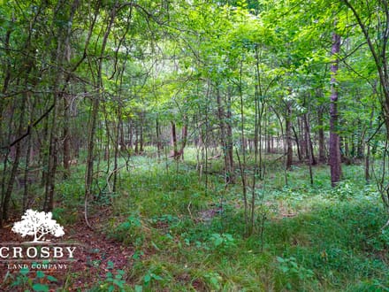 Salkehatchie River Bottoms