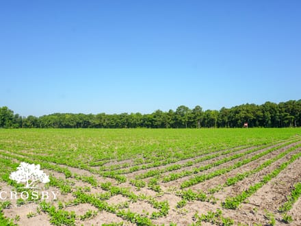 Carver Road Farm