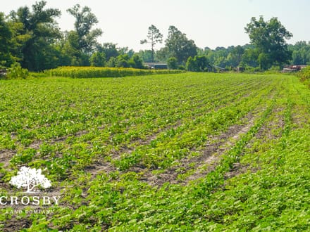 Carver Road Farm