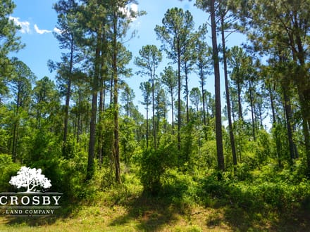 Spread Oak Estates Lot 2