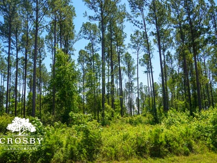 Spread Oak Estates Lot 1