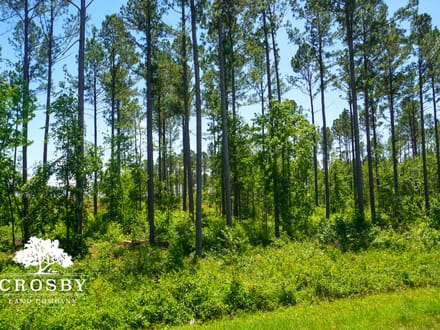 Spread Oak Estates Lot 2