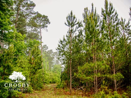 North Edisto River Tract