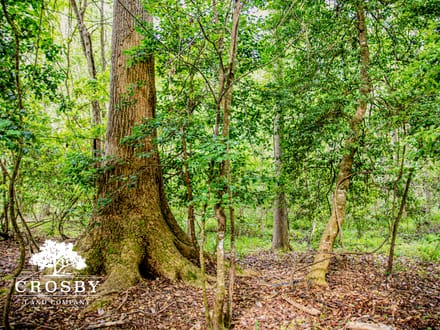 North Edisto River Tract