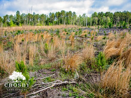 North Edisto River Tract