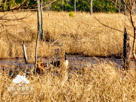 Indian Branch Tract