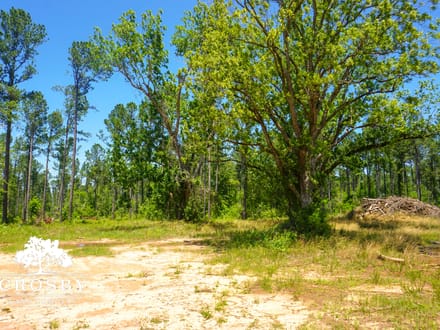 Spread Oak Estates Lot 5