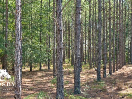 Brown Mobley Tract