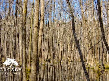 Briar Creek